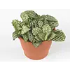 Fittonia ‘White Whisper’ – 5 cm pot, 12 cm hoog, 3 stekken