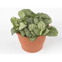 Fittonia ‘White Whisper’ in 5 cm pot – 12 cm hoge mini mozaïekplant met 3 stekken