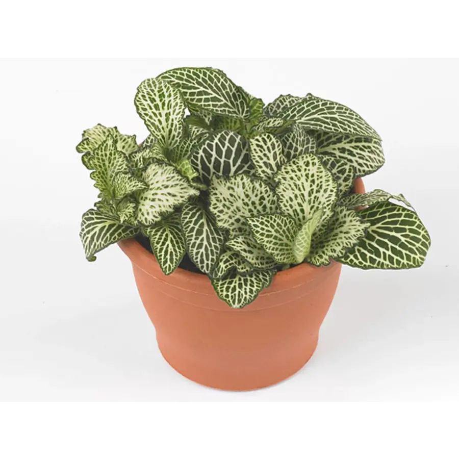 Fittonia ‘White Whisper’ in 5 cm pot – 12 cm hoge mini mozaïekplant met 3 stekken