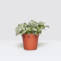 Fittonia ‘White Flame’ in 5 cm pot – 12 cm hoge mini mozaïekplant met 4 stekken