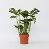 Monstera deliciosa – 17 cm pot, 70 cm hoog, 3 stekken
