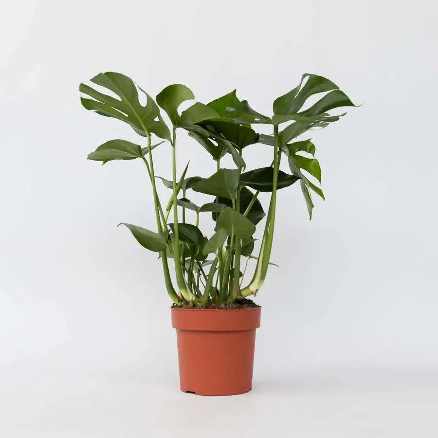 Monstera deliciosa in 17 cm pot – 70 cm hoge gatenplant met 3 stekken