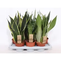 Sansevieria mix | Per stuk | –  in 6 cm pot – diverse varianten, 20 cm hoge mini slangenplanten