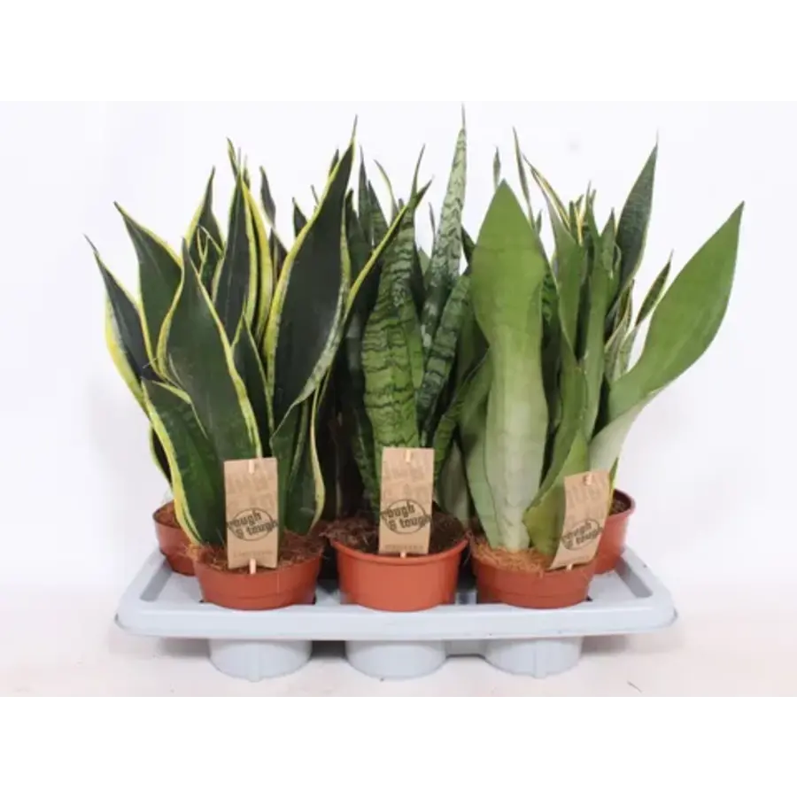 Sansevieria mix | Per stuk | –  in 6 cm pot – diverse varianten, 20 cm hoge mini slangenplanten