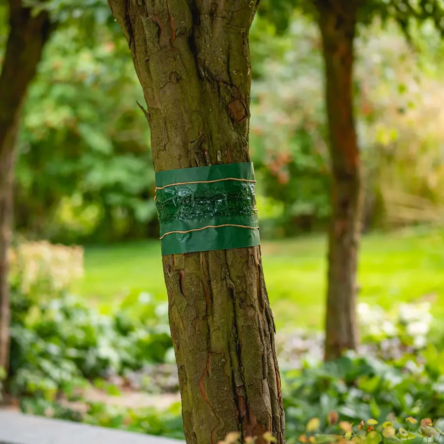 Lijmband - weerbestendige barrière met natuurlijke harsen tegen rupsen en mieren in fruitbomen