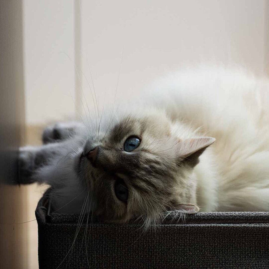 Multifunctionele Hangmat Odillia – katten hangmat met 3 ligplekken en metalen frame, 45 cm