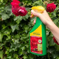 LuisVrij Rozen - Effectieve gewasbescherming tegen bladluis, spint en witte vlieg op rozen