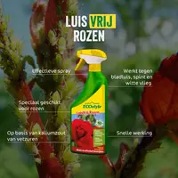 LuisVrij Rozen - Effectieve gewasbescherming tegen bladluis, spint en witte vlieg op rozen