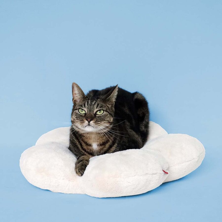 Pluche kattenkussen LAZY DAISY – comfortabel kussen 50×50×8 cm voor katten