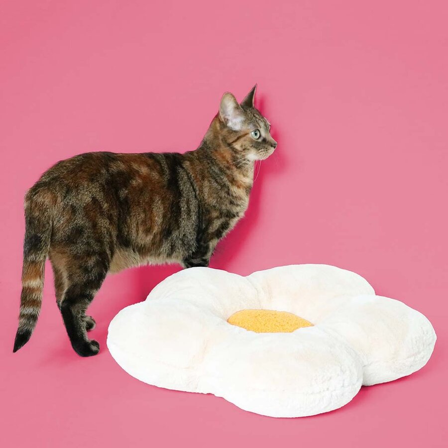Pluche kattenkussen LAZY DAISY – comfortabel kussen 50×50×8 cm voor katten