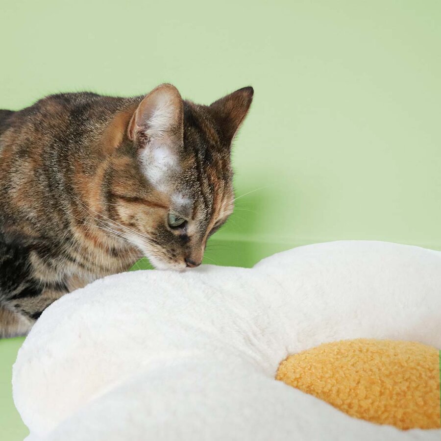 Pluche kattenkussen LAZY DAISY – comfortabel kussen 50×50×8 cm voor katten