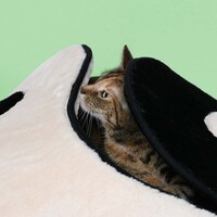 Kattenslaapplaats ZEN ZONE – zwart/wit pluche slaap- en rustplaats voor katten, 60x60 cm