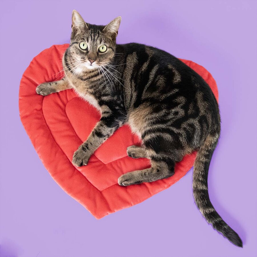 Plaid Be Mine – rood hartvormig velours dekentje voor katten, 50x45 cm