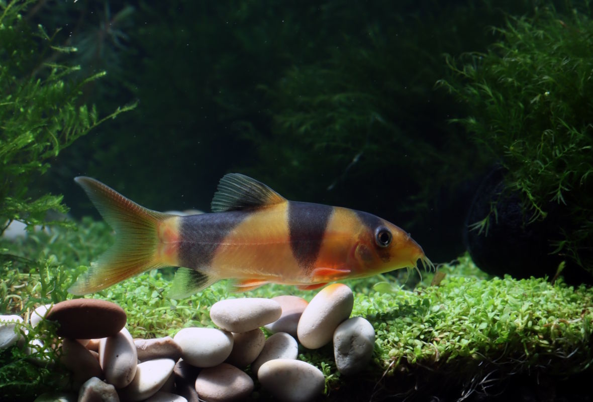 Clownbotia - Chromobotia Macracanthus