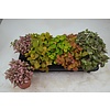 Fittonia mix – 12 cm pot, 17 cm hoog