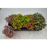 Fittonia mix in 12 cm pot – diverse kleuren, 17 cm hoge mozaïekplant met 8 stekken