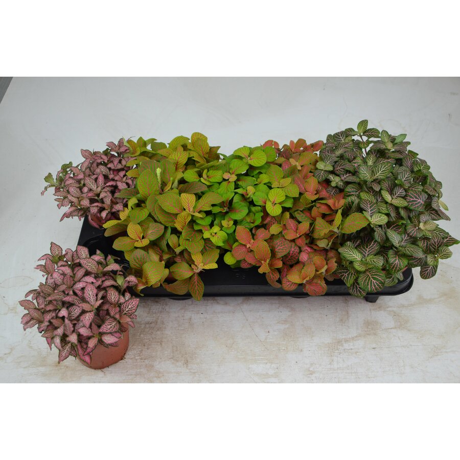 Fittonia mix in 12 cm pot – diverse kleuren, 17 cm hoge mozaïekplant met 8 stekken