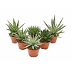 Aloe mix – per stuk, 5 cm pot, 15 cm hoog