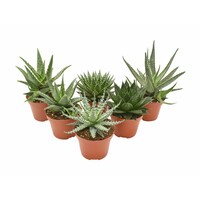 Aloe mix – per stuk, 5 cm pot, 15 cm hoog