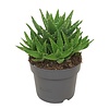 Aloe perfoliata – 5 cm pot, 15 cm hoog