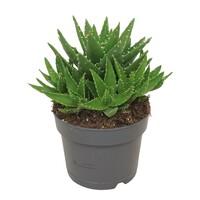 Aloe perfoliata in 5 cm pot – compacte vetplant van 15 cm hoog