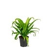 Asplenium antiquum ‘Osaka’ – 12 cm pot, 25 cm hoog