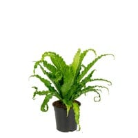 Asplenium antiquum ‘Osaka’ streepvaren in 12 cm pot – 25 cm hoge luchtzuiverende plant