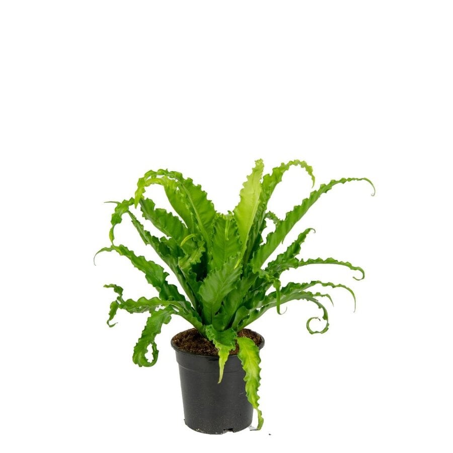 Asplenium antiquum ‘Osaka’ streepvaren in 12 cm pot – 25 cm hoge luchtzuiverende plant