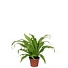 Asplenium antiquum – 12 cm pot, 25 cm hoog