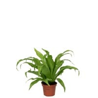 Asplenium antiquum – 12 cm pot, 25 cm hoog