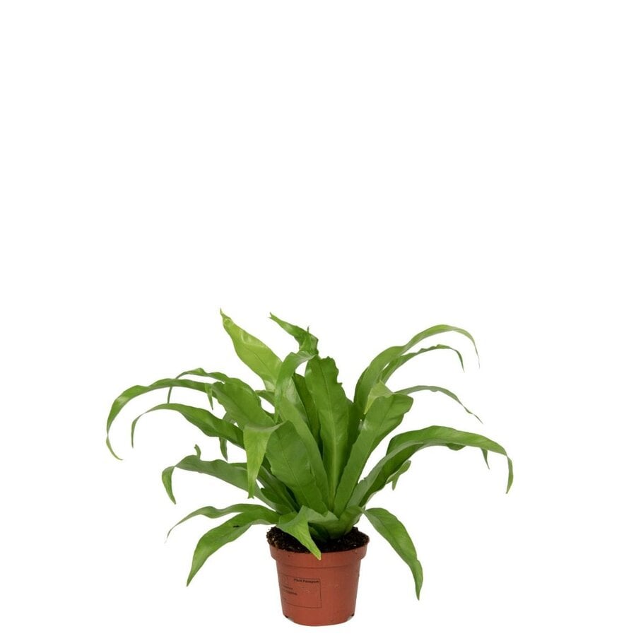 Asplenium antiquum – 12 cm pot, 25 cm hoog