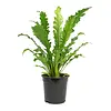 Asplenium nidus ‘Campio’ – 12 cm pot, 25 cm hoog