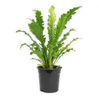 Asplenium nidus ‘Campio’ nestvaren in 12 cm pot – 25 cm hoge luchtzuiverende plant