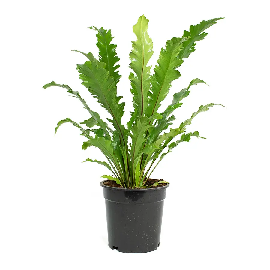 Asplenium nidus ‘Campio’ nestvaren in 12 cm pot – 25 cm hoge luchtzuiverende plant