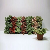 Fittonia mix per stuk in 5 cm pot – 10 cm hoge nerveplant, diverse kleuren, 3 stekken