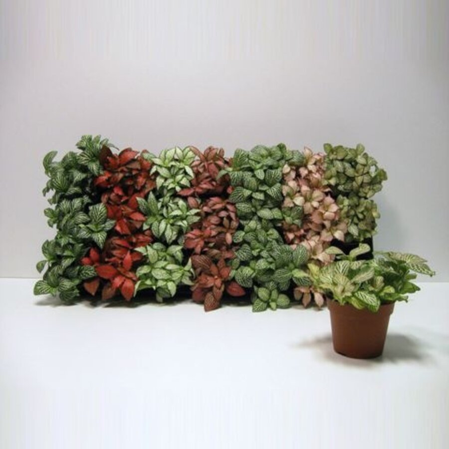 Fittonia mix per stuk in 5 cm pot – 10 cm hoge nerveplant, diverse kleuren, 3 stekken