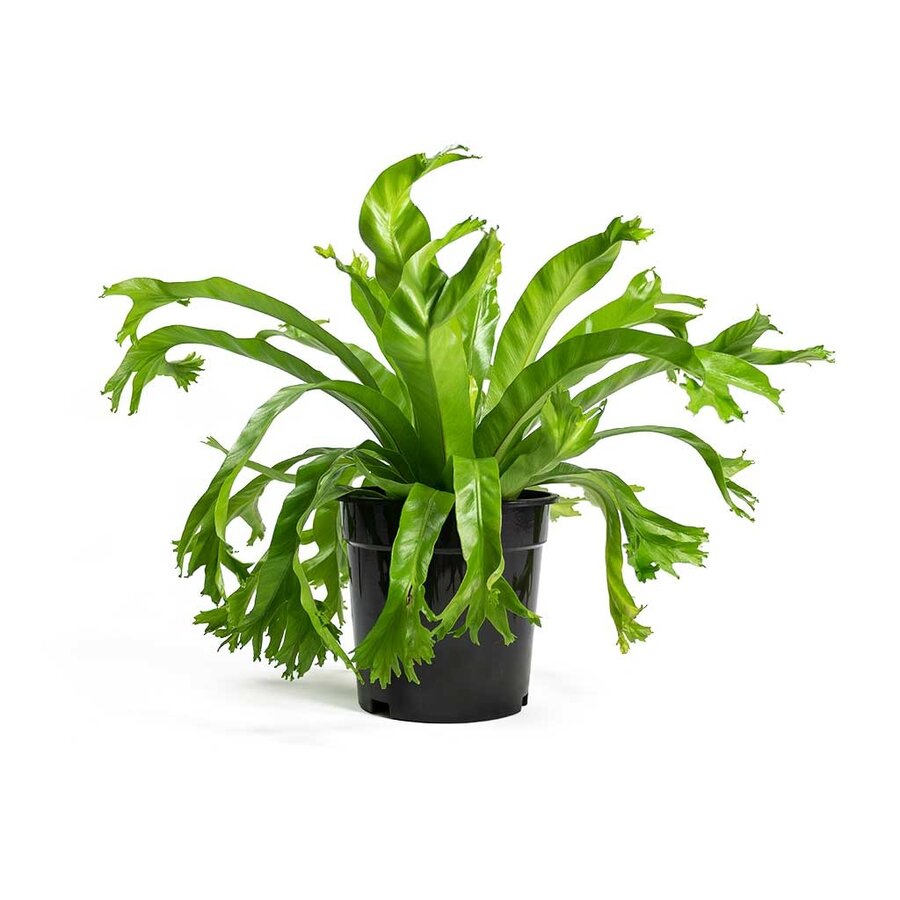Asplenium nidus ‘Crissie’ nestvaren in 12 cm pot – 25 cm hoge luchtzuiverende plant