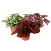 Hypoestes phyllostachya mix – per stuk, 5 cm pot, 12 cm hoog