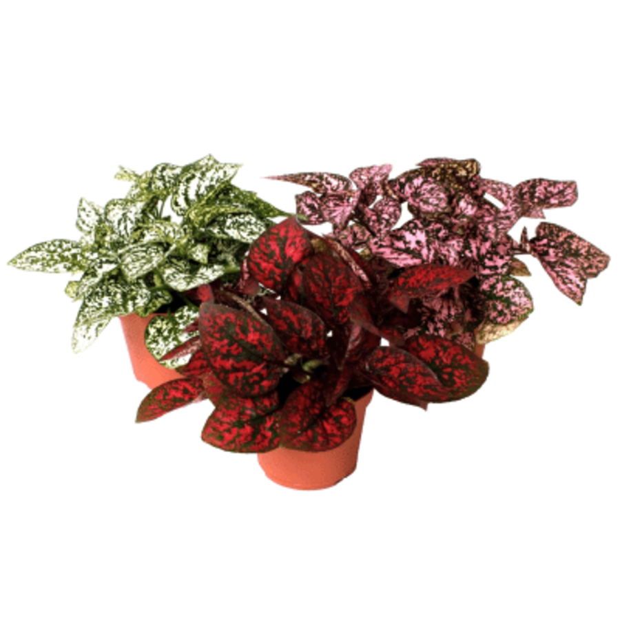 Hypoestes phyllostachya mix – per stuk, 5 cm pot, 12 cm hoog