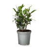 Laurus nobilis – Laurierplant– 11 cm pot – ca. 25 cm hoog