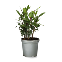 Laurus nobilis – Laurierplant – Aromatisch keukenkruid – 11 cm pot – ca. 25 cm hoog
