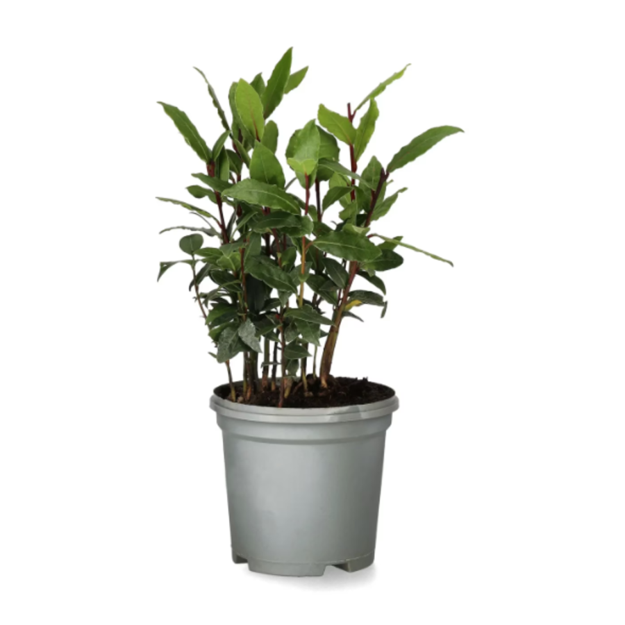 Laurus nobilis – Laurierplant – Aromatisch keukenkruid – 11 cm pot – ca. 25 cm hoog