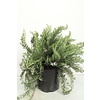 Rozemarijn prostratus – 10 cm pot – ca. 20 cm hoog