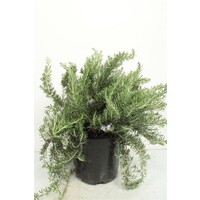 Rozemarijn prostratus – Kruipende rozemarijn – Aromatische mediterrane kruidenplant – 10 cm pot – ca. 20 cm hoog