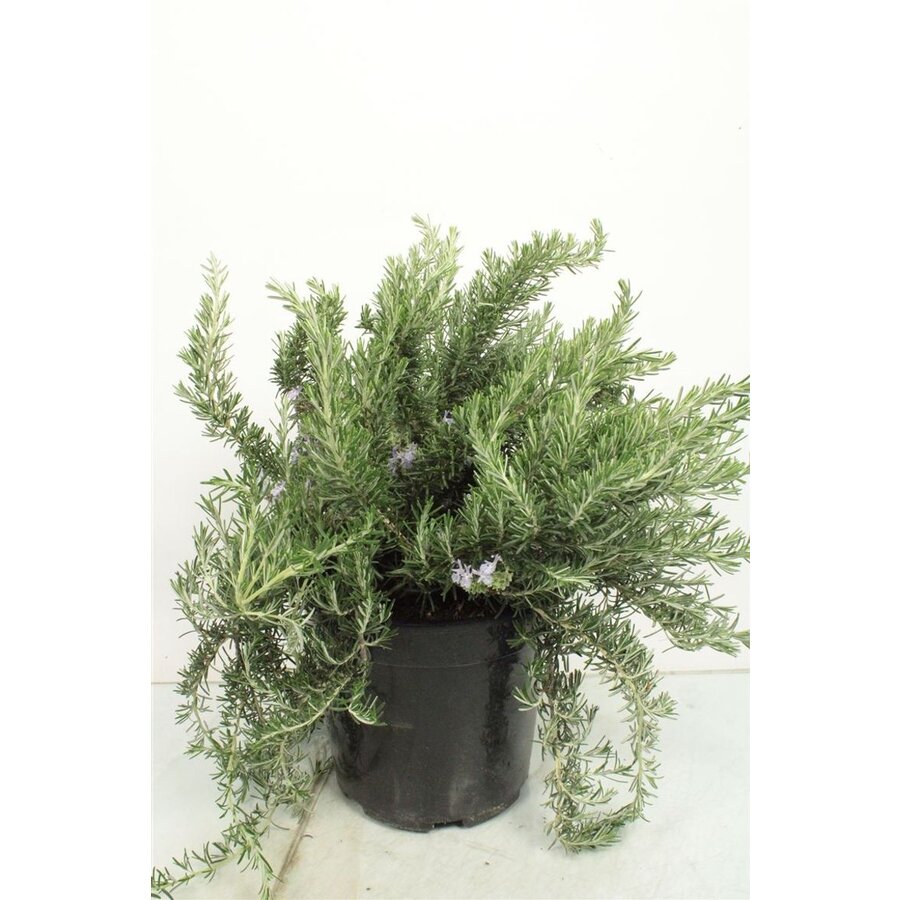 Rozemarijn prostratus – Kruipende rozemarijn – Aromatische mediterrane kruidenplant – 10 cm pot – ca. 20 cm hoog
