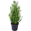Rozemarijn – 14 cm pot – ca. 30 cm hoog