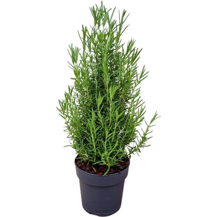 Rozemarijn – Aromatische mediterrane kruidenplant – 14 cm pot – ca. 30 cm hoog