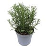 Rozemarijn – 10 cm pot – ca. 20 cm hoog