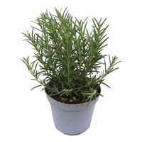 Rozemarijn – Aromatische mediterrane kruidenplant – 10 cm pot – ca. 20 cm hoog