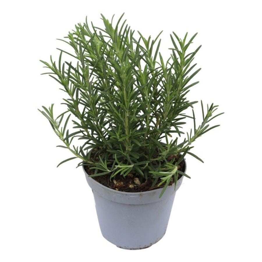 Rozemarijn – Aromatische mediterrane kruidenplant – 10 cm pot – ca. 20 cm hoog